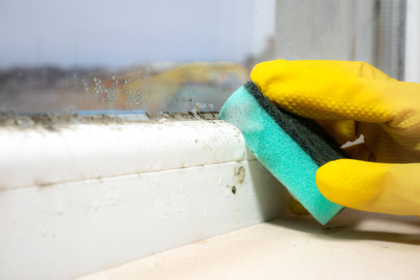 Best Attic Mold Removal  in Tonkawa, OK